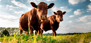 Farm Liability Coverage