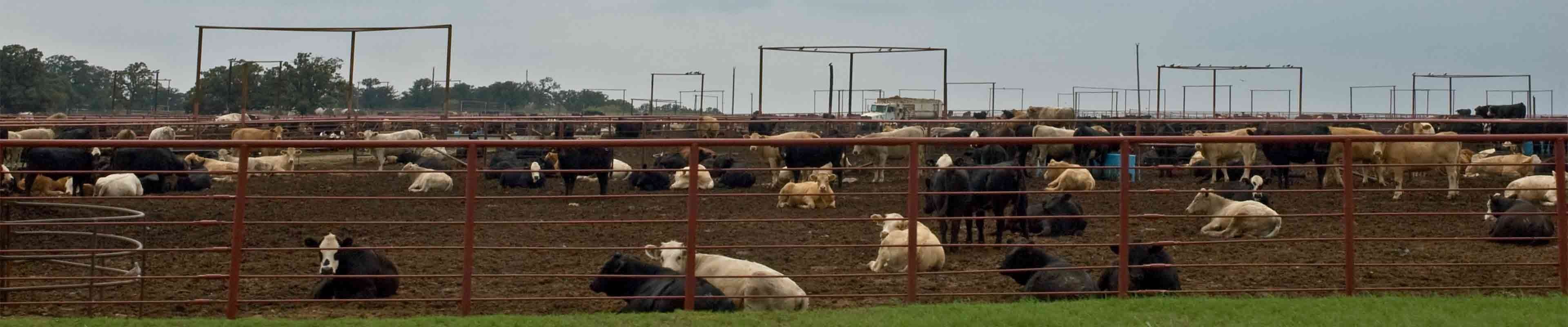 View of a cattle feed lot -Website